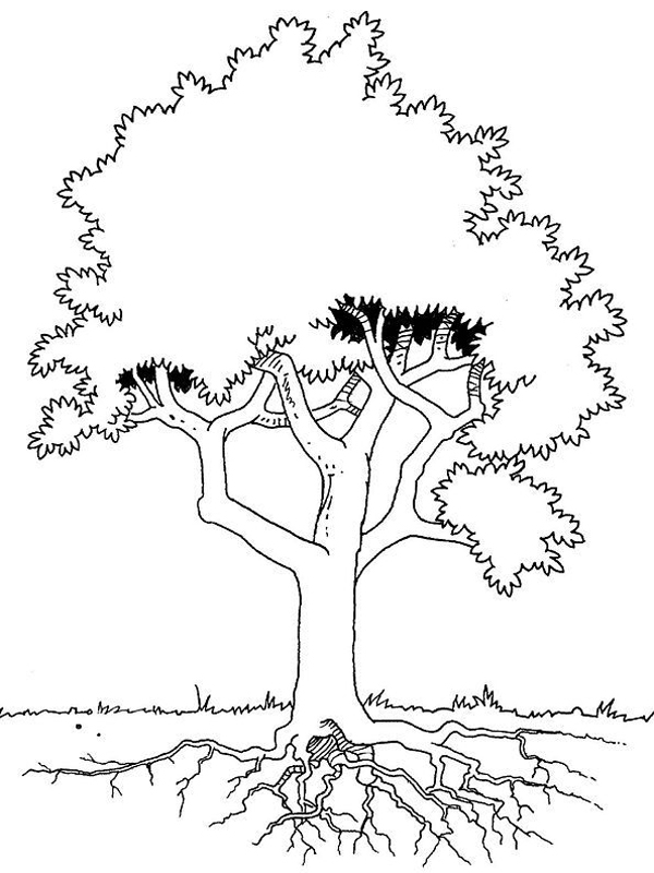 Coloriage d'un arbre majestueux avec des branches étalées Coloriage d'un arbre majestueux avec des branches étalées