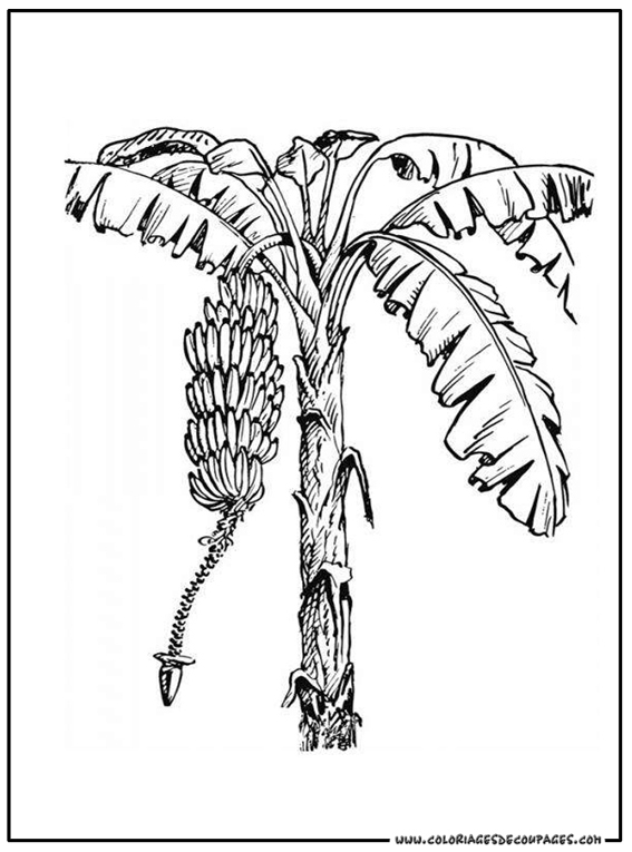 Coloriage d'un arbre majestueux avec des feuilles et un tronc détaillé