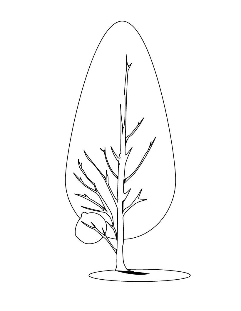Coloriage d'un arbre majestueux avec des racines et des branches détaillées