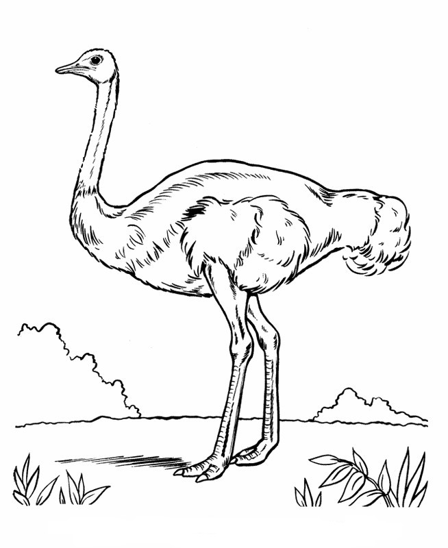 Coloriage d'une autruche marchant dans un paysage naturel