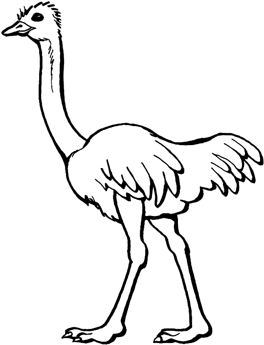Coloriage d'une autruche en pleine marche sur un fond simple