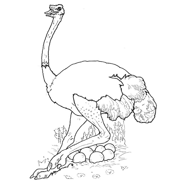 Coloriage d'une autruche marchant dans un paysage naturel