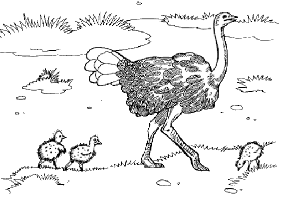 Autruche marchant dans un paysage de savane