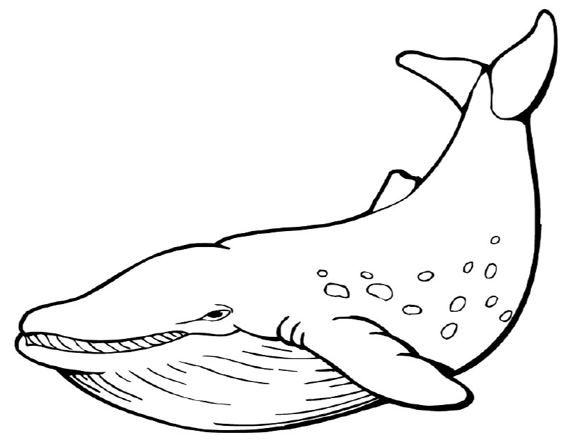Coloriage d'une baleine nageant dans l'océan Coloriage d'une baleine nageant dans l'océan