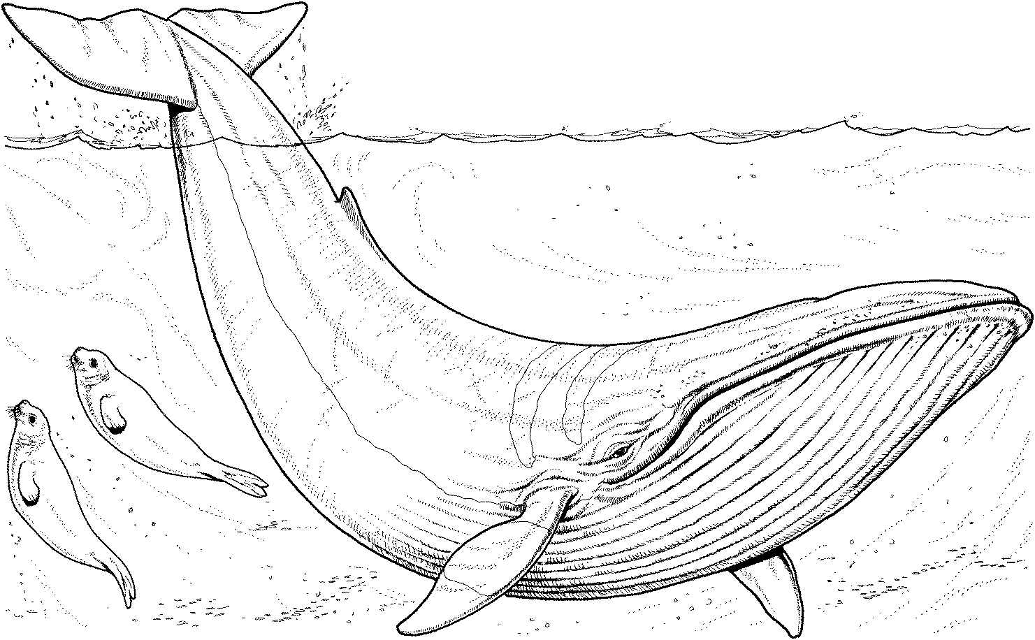Coloriage d'une baleine nageant dans l'océan