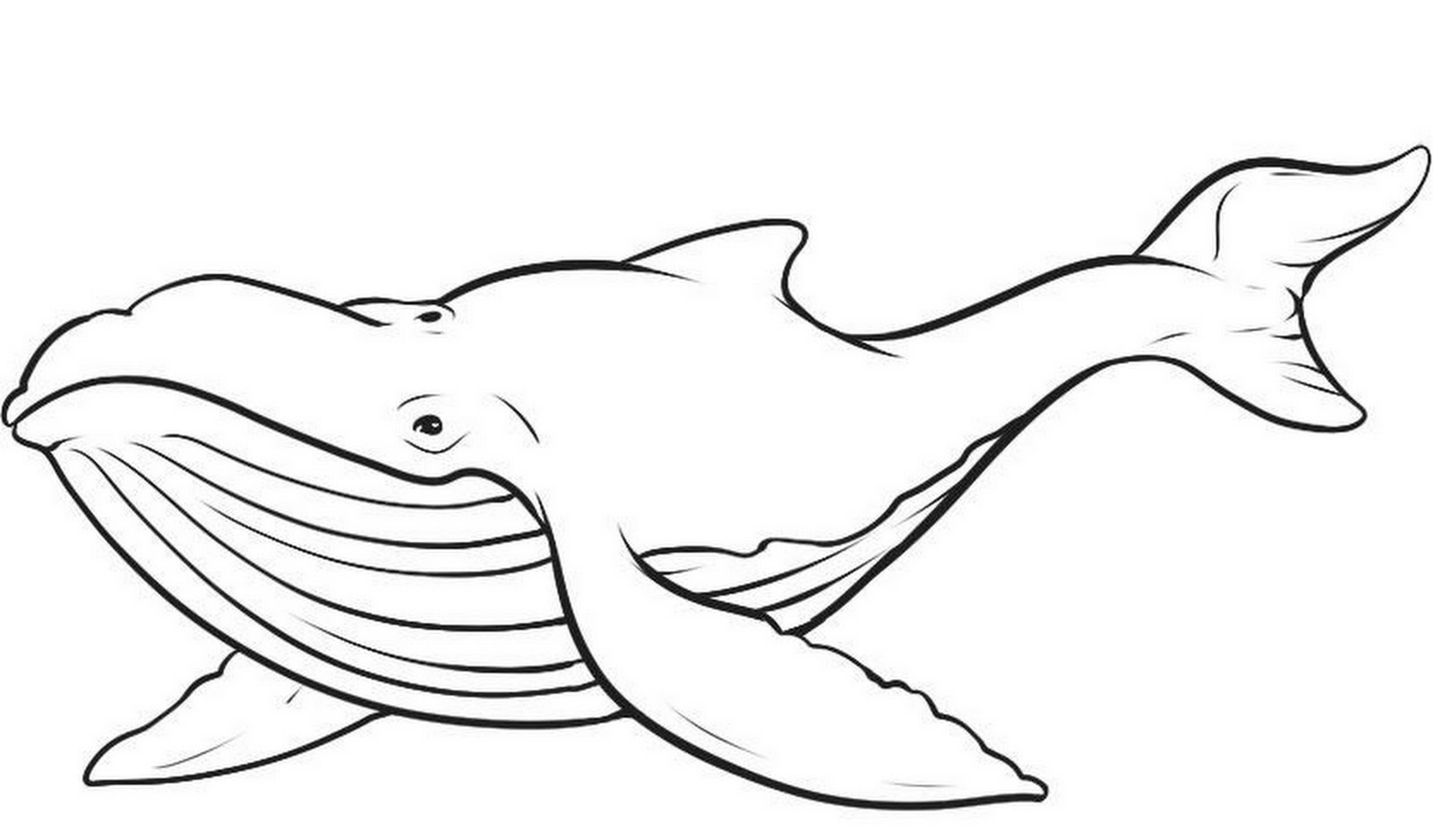 Une baleine nageant paisiblement dans l'océan