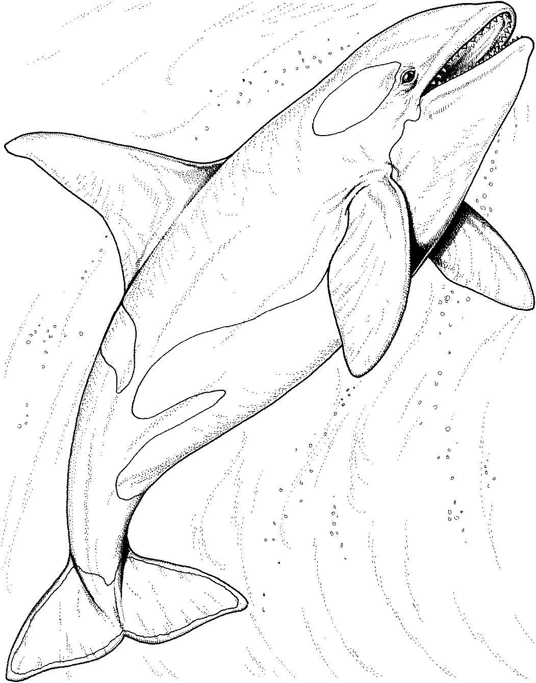 Coloriage d'une baleine nageant dans l'océan