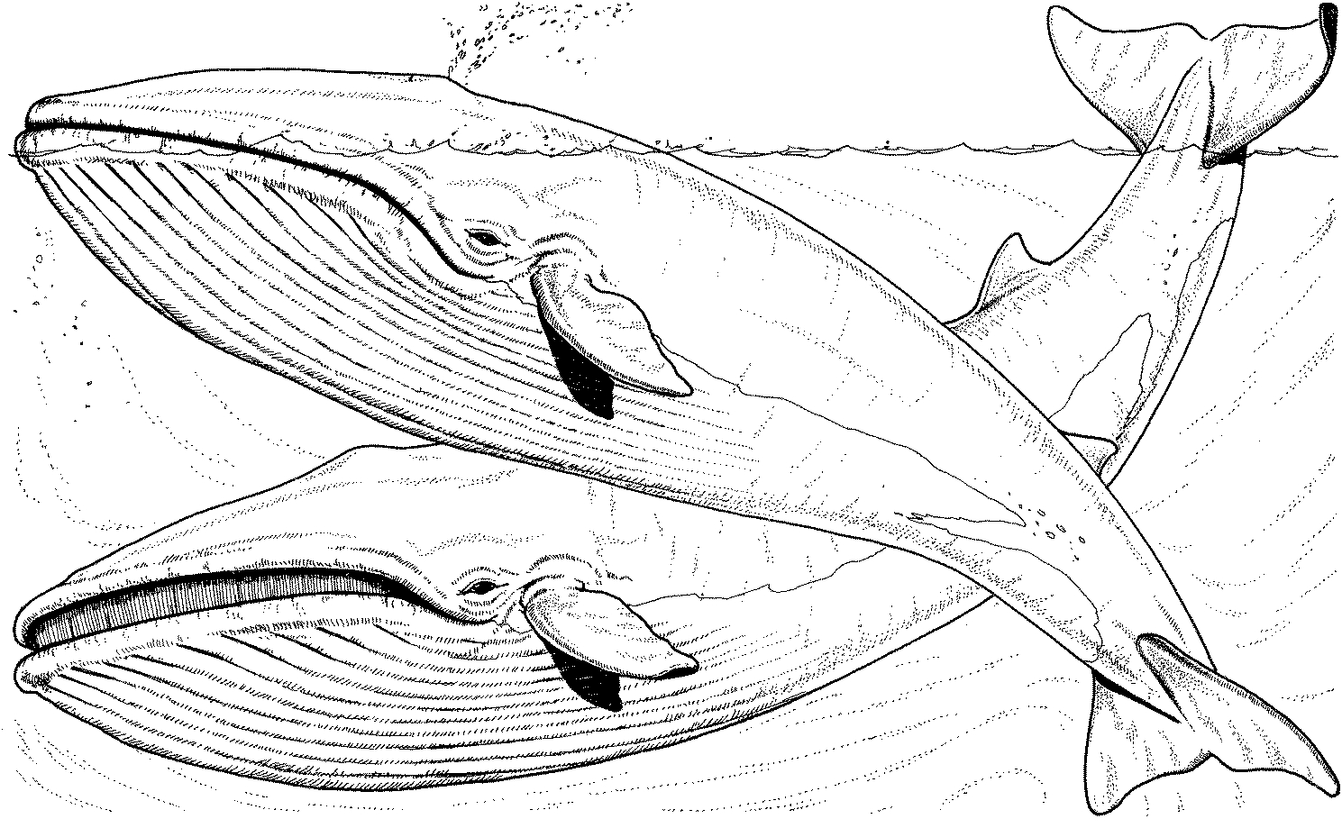 Coloriage d'une baleine nageant dans l'océan