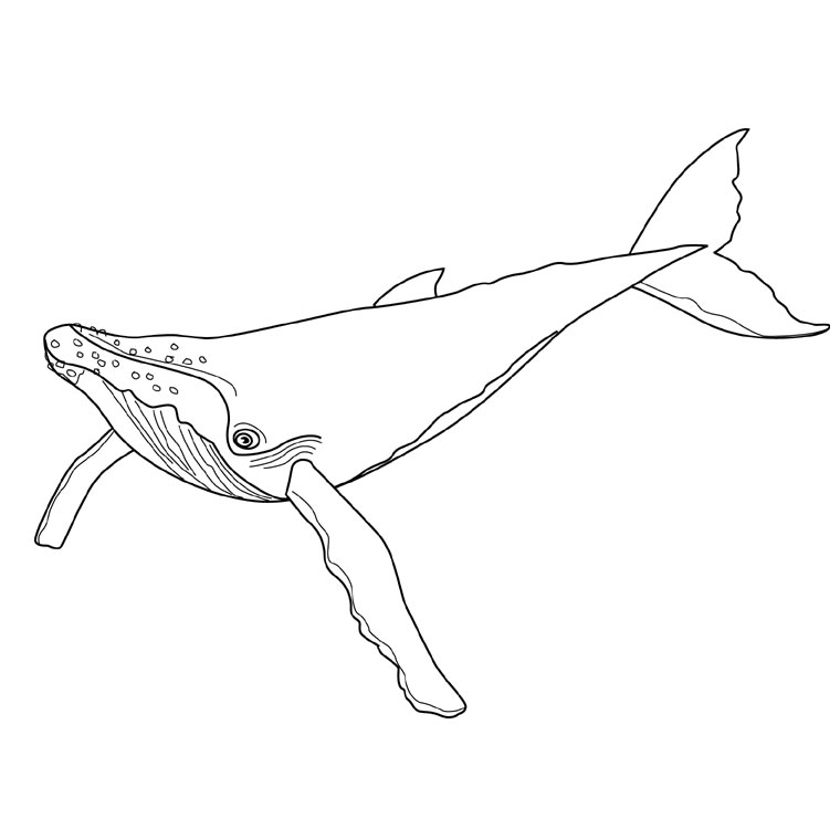 Coloriage d'une baleine nageant dans l'océan