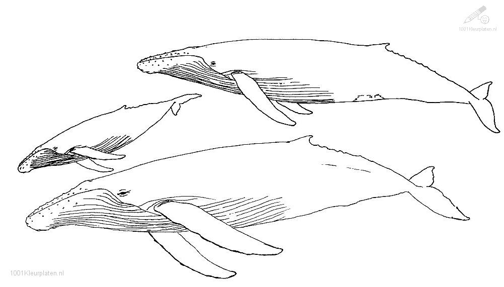 Coloriage d'une baleine nageant dans l'océan