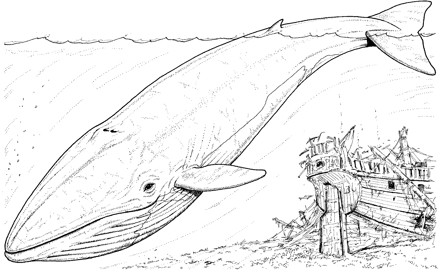 Coloriage d'une baleine nageant parmi des vagues Coloriage d'une baleine nageant parmi des vagues