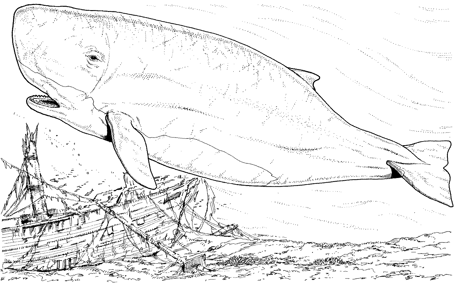 Coloriage d'une baleine dans son habitat marin