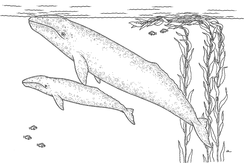 Coloriage d'une baleine nageant dans l'océan