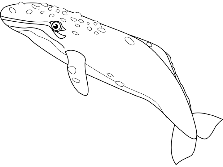 Coloriage d'une baleine nageant dans l'océan