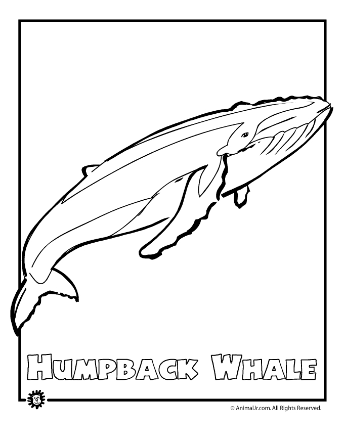 Coloriage d'une baleine nageant paisiblement dans l'océan