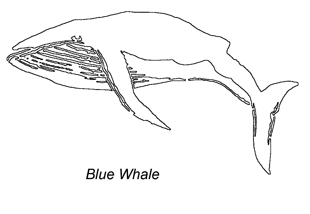 Coloriage d'une baleine nageant dans l'océan