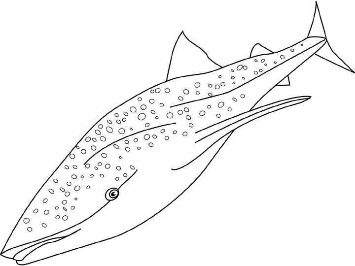 Coloriage d'une baleine nageant dans l'océan Coloriage d'une baleine nageant dans l'océan
