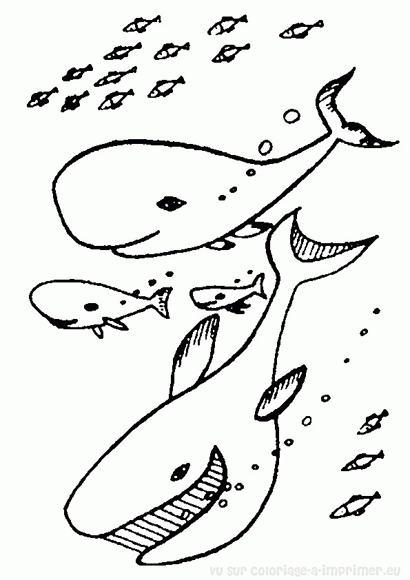 Coloriage d'une baleine nageant dans l'océan