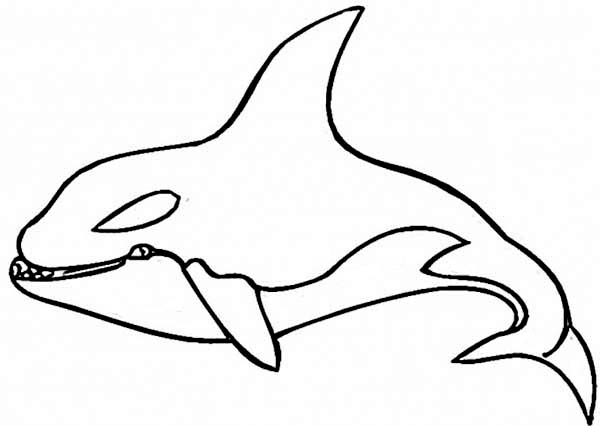 Une baleine majestueuse nageant sous l'océan