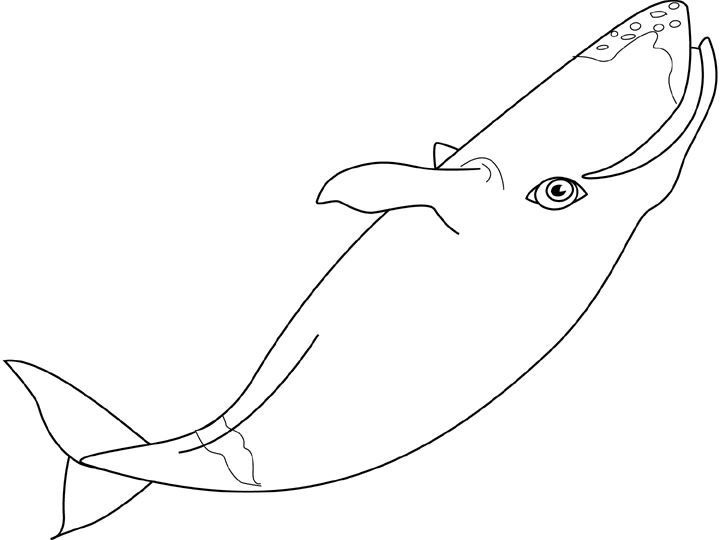 Coloriage d'une baleine nageant paisiblement dans l'océan