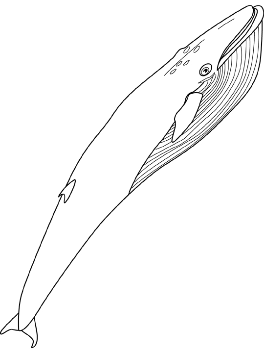 Coloriage d'une baleine dans l'océan