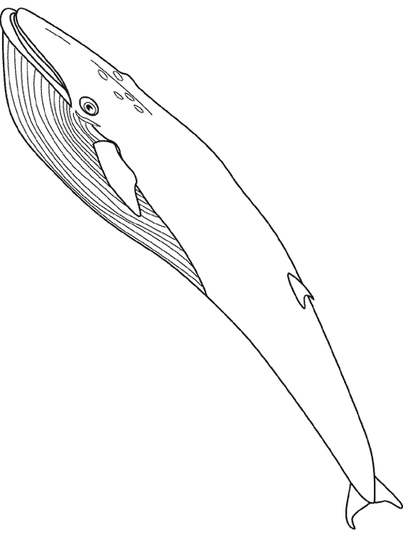 Coloriage d'une baleine nageant dans l'océan