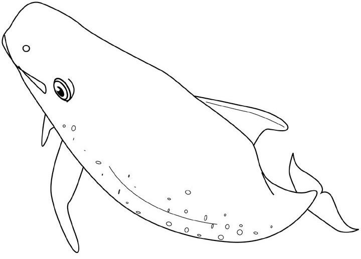 Coloriage d'une baleine nageant dans l'océan Coloriage d'une baleine nageant dans l'océan