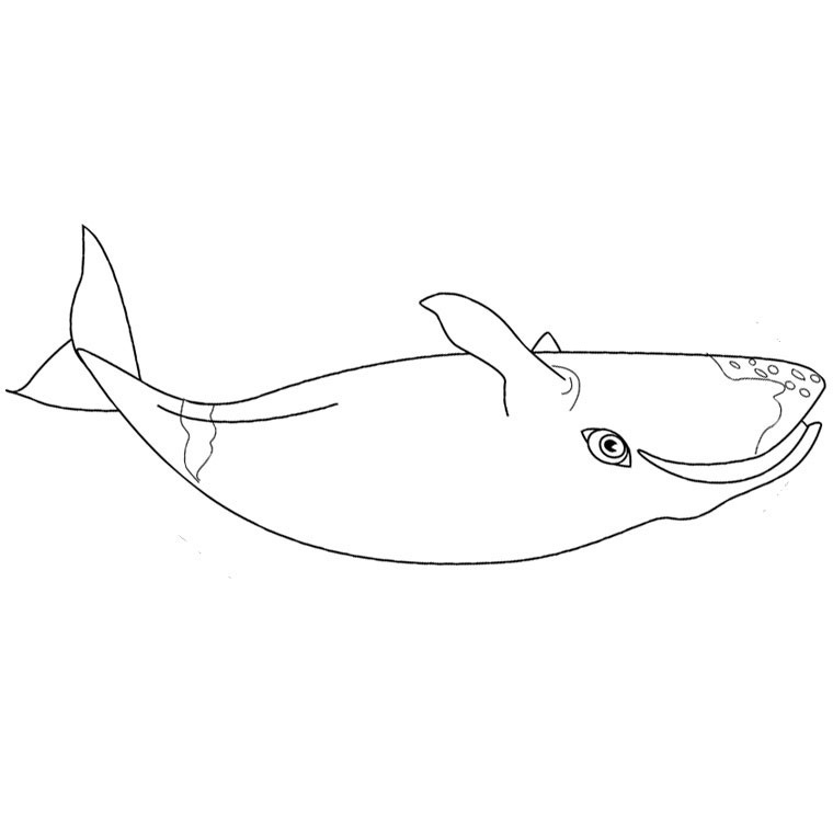 Coloriage d'une baleine nageant dans l'océan