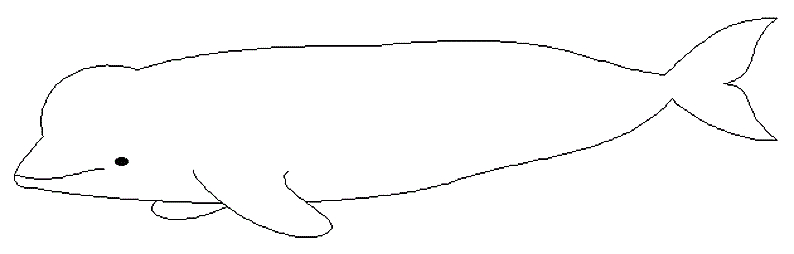 Coloriage d'un beluga nageant dans l'océan