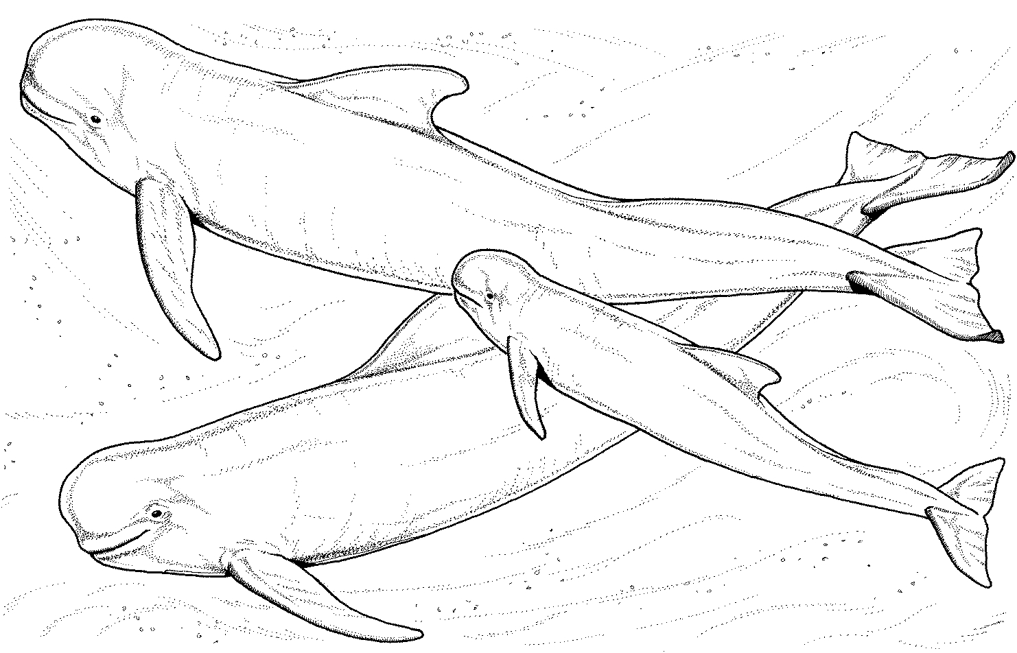 Beluga nageant paisiblement dans les eaux glacées