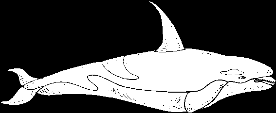 Beluga nageant dans les eaux avec des algues marines