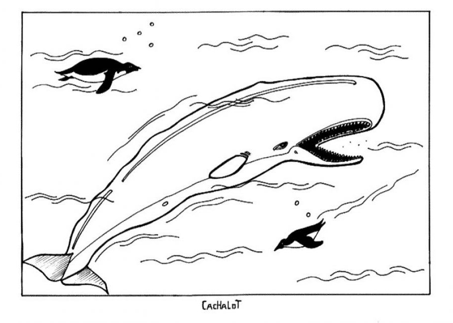 Un beluga nageant paisiblement dans les eaux arctiques