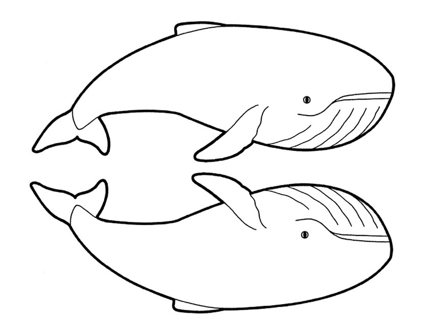 Un beluga nageant paisiblement dans l'océan