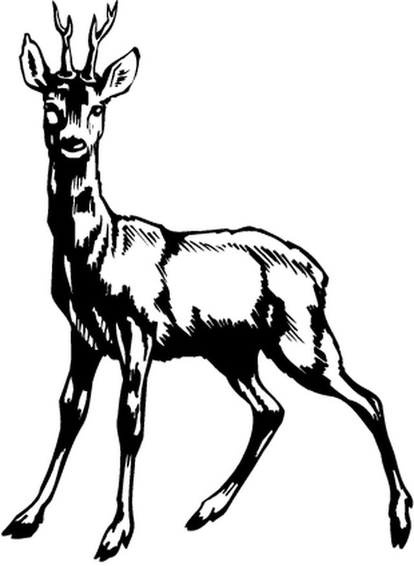 Un joli dessin de biche dans une forêt paisible