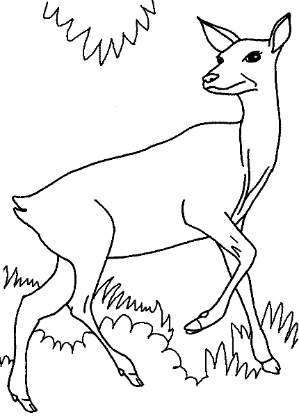 Une biche paisible dans une forêt sereine
