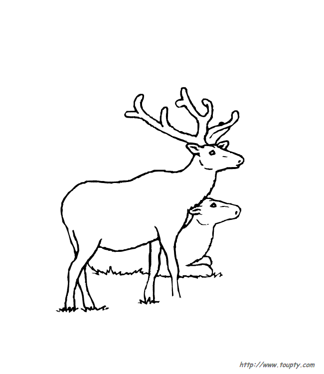 Une biche paisible dans une forêt verdoyante