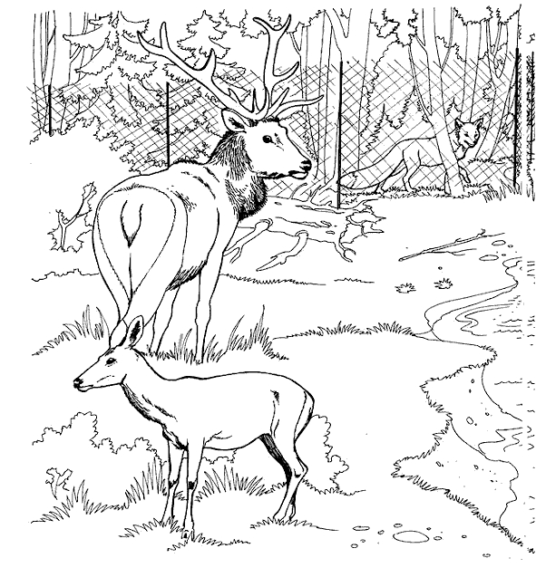 Coloriage d'une biche paisible dans la forêt