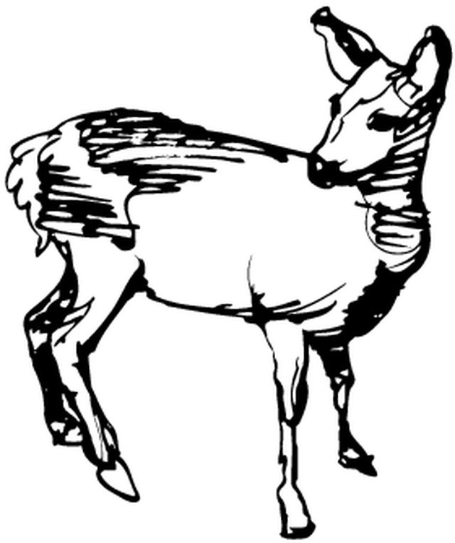 Coloriage d'une biche dans une forêt paisible