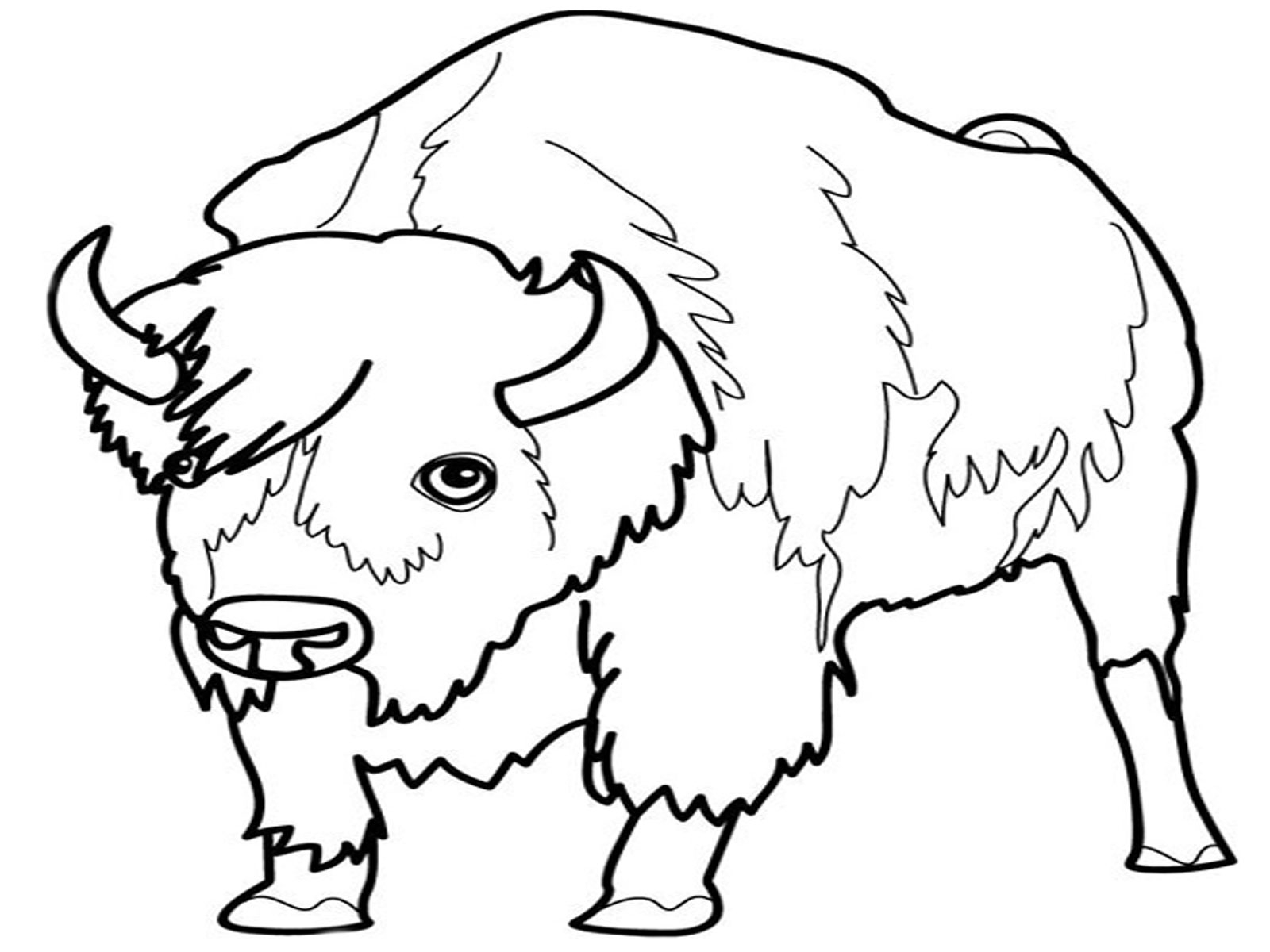 Coloriage d'un bison majestueux dans son habitat naturel