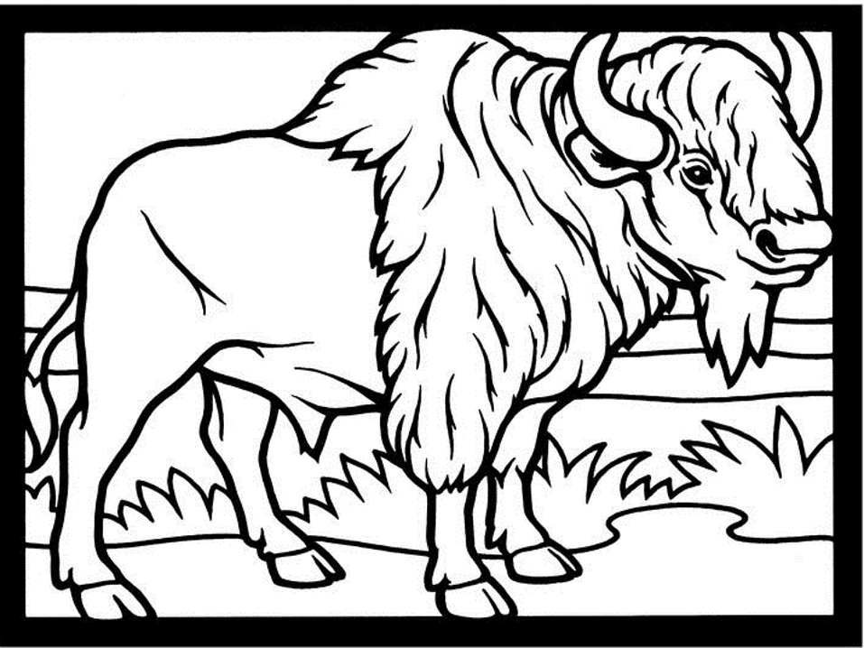 Coloriage d'un bison paisible dans la nature