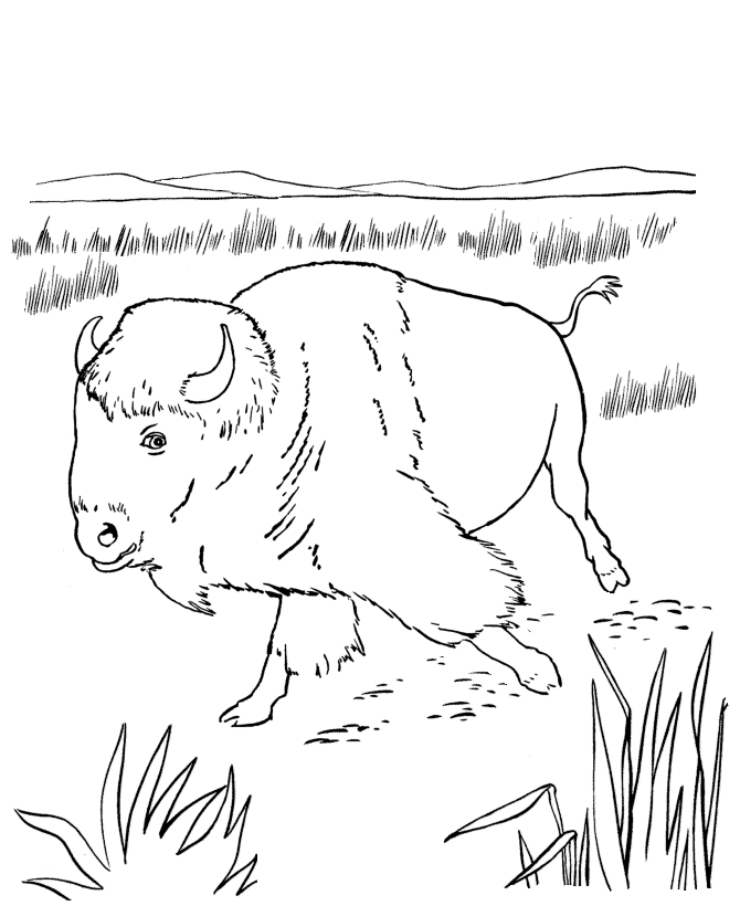 Coloriage d'un bison majestueux dans son habitat naturel