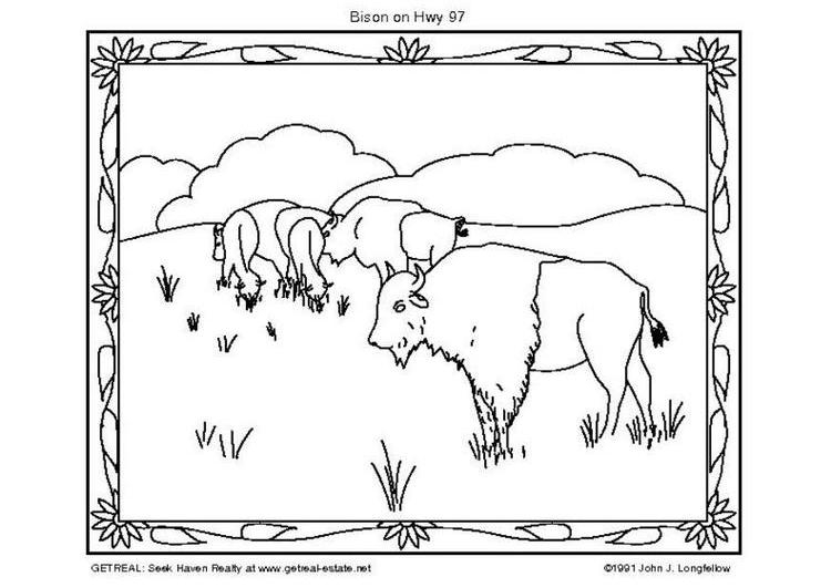 Coloriage d'un bison majestueux dans son habitat naturel