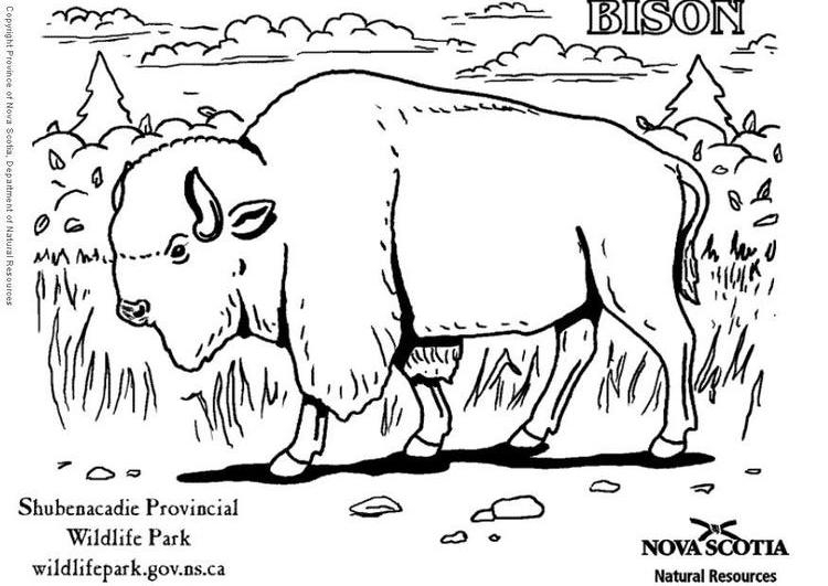 Bison majestueux en pleine nature à colorier