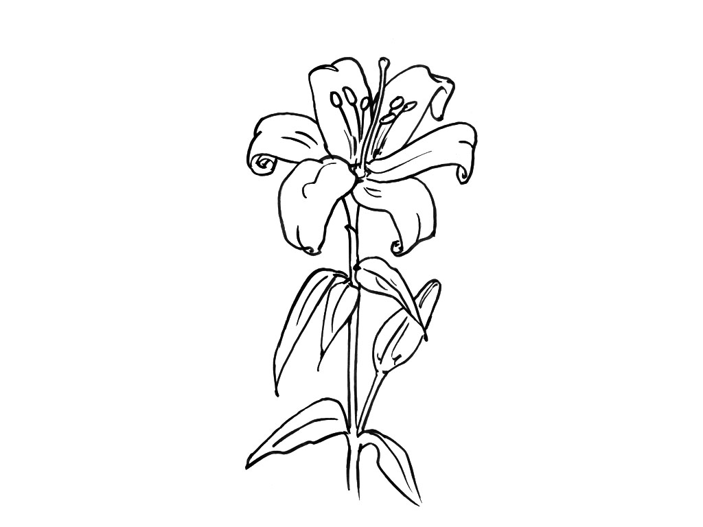 Coloriage d’un bouquet de fleurs variées sur fond blanc