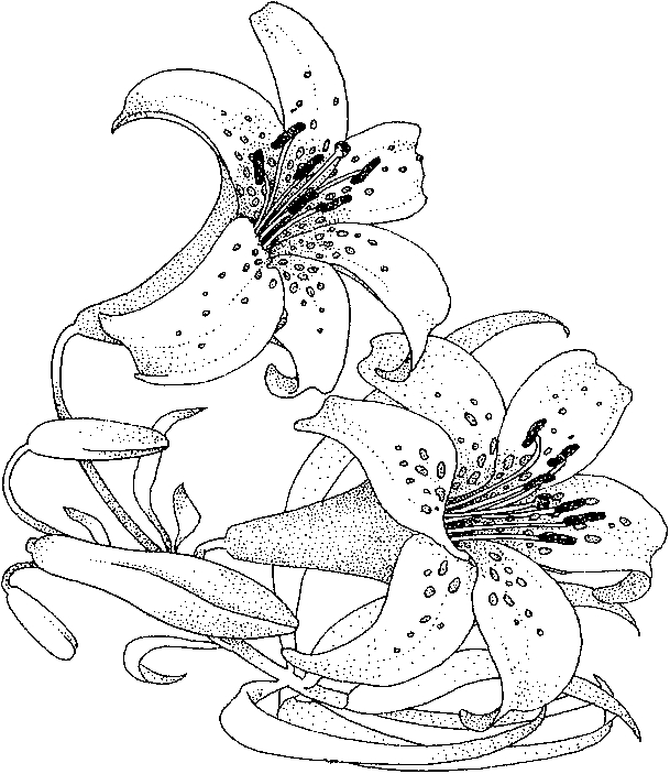 Coloriage d'un bouquet de fleurs varié sur fond blanc