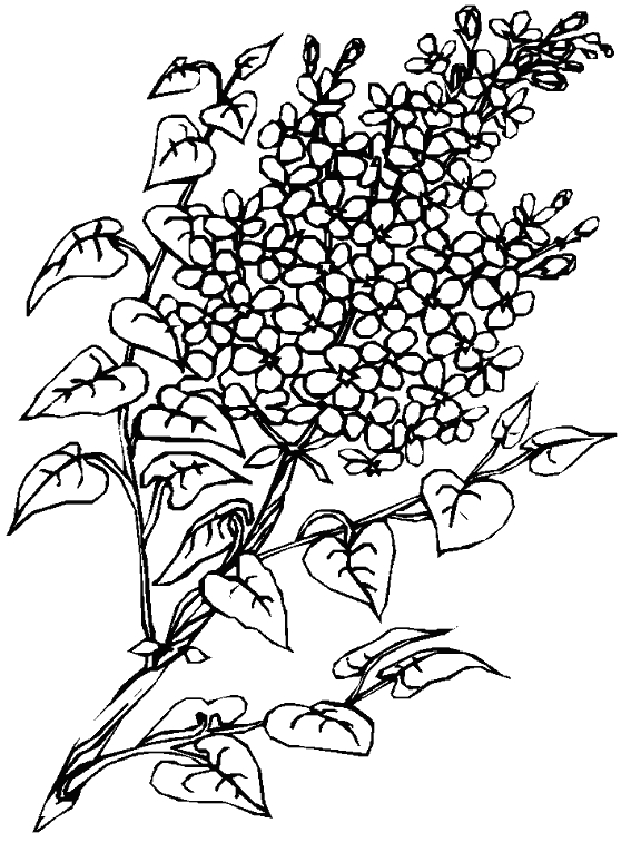 Coloriage d'un bouquet de fleurs avec différents types de fleurs
