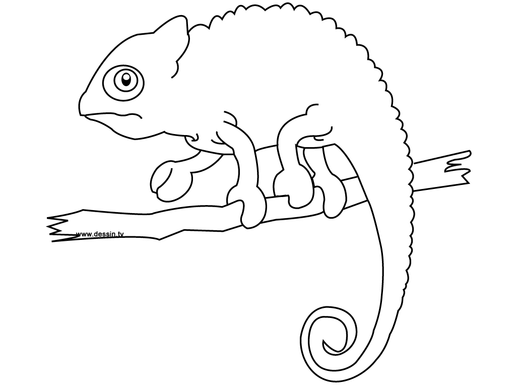 Coloriage d'un caméléon sur une branche avec des feuilles