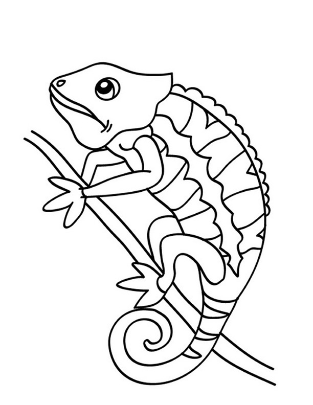 Un caméléon sur une branche entouré de feuilles