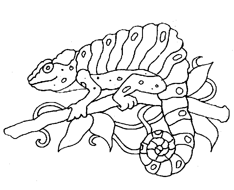 Coloriage d'un caméléon vibrant sur une branche