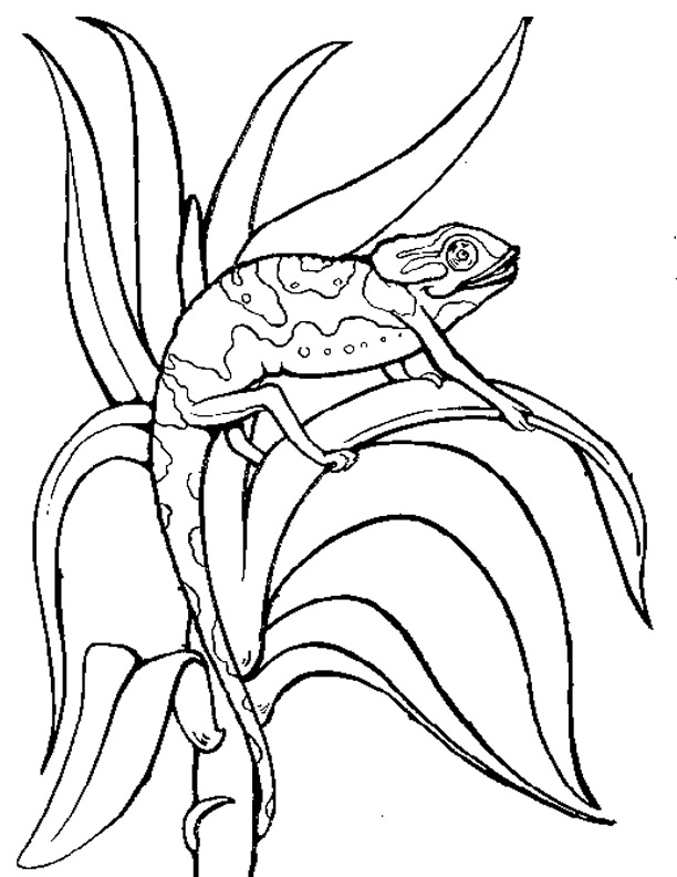 Coloriage d'un caméléon sur une branche avec feuillage